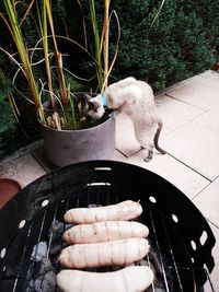 High angle view of cat by potted plant in yard