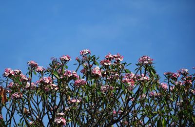 Low angle view of flower tree against clear blue sky