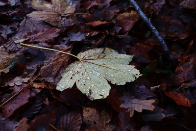 Close-up of wet maple leaves during autumn