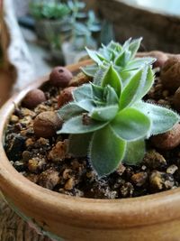 Close-up of potted plant