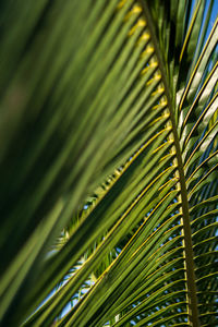 Close up of coconut palm leaf, tropical trees concept
