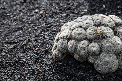 Close-up of crab on rock