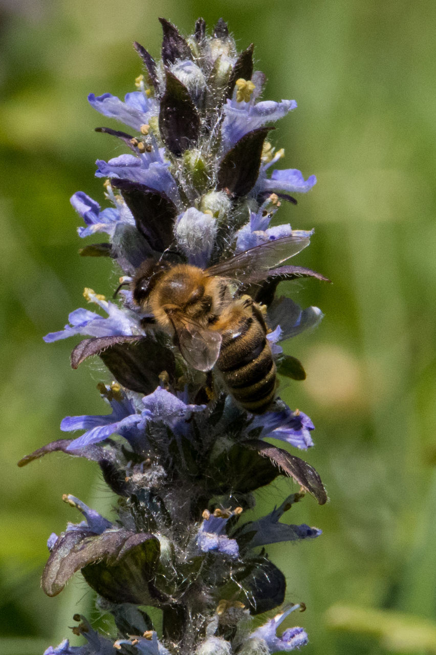 CLOSE-UP OF BEE POLLINATING ON PURPLE FLOWER