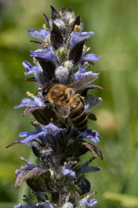 Close-up of bee pollinating on purple flowering plant