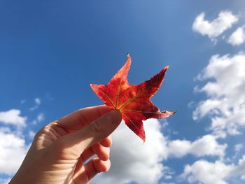 Person holding maple leaf against sky
