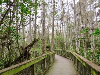 Footbridge amidst trees in forest