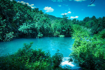 Scenic view of forest against sky