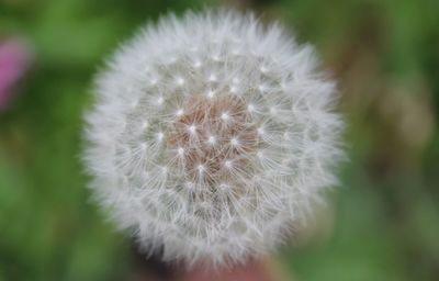 Close-up of dandelion flower