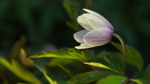 Close-up of purple flowering plant