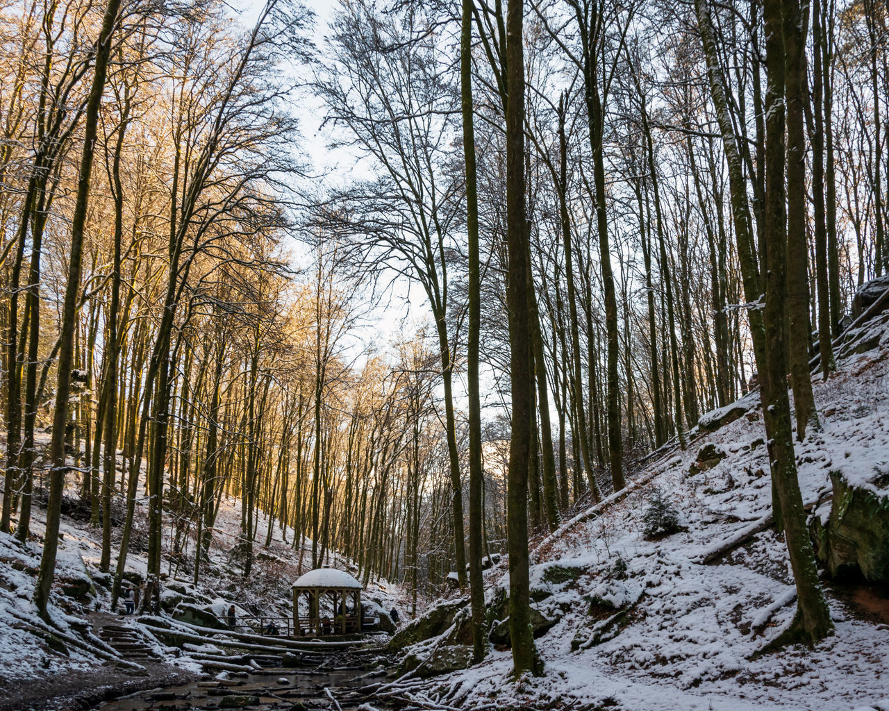 BARE TREES IN SNOW COVERED FOREST