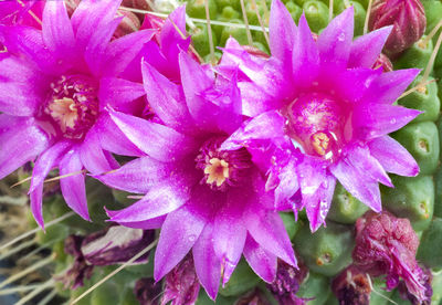 Close-up of pink flower blooming in garden