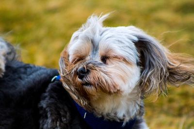 Close-up of dog outdoors