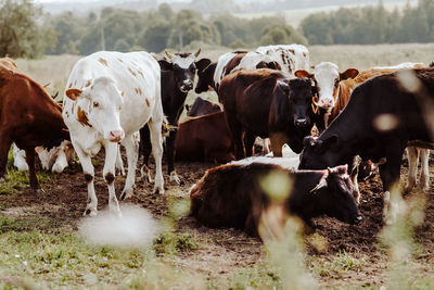 Herd of cows on field