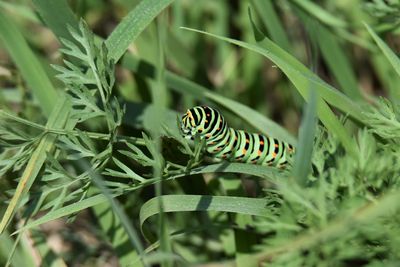 Close-up of butterfly on grass