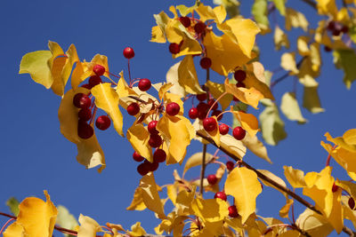 Low angle view of red fruits growing on tree in autumn