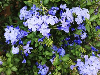 Close-up of blue flowering plants