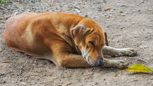 Close-up of dog lying down