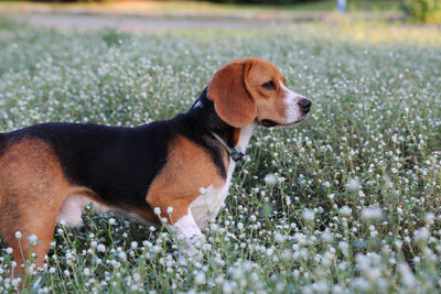 Dog looking away on field