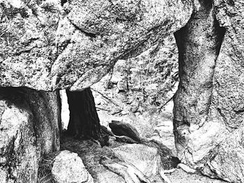 Tree trunk against rock