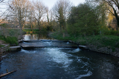 River flowing amidst trees in forest