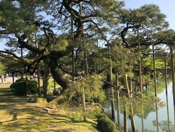 Trees by lake