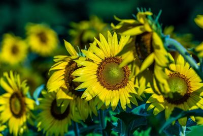 Close-up of yellow flowering plant