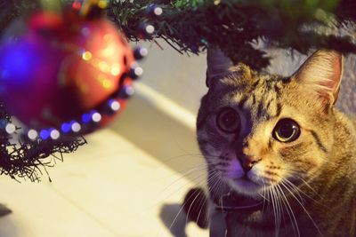 Cat looking away