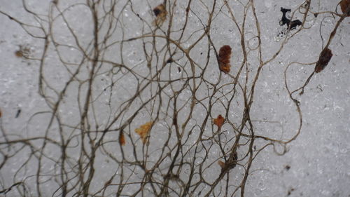 Close-up of bare tree during winter