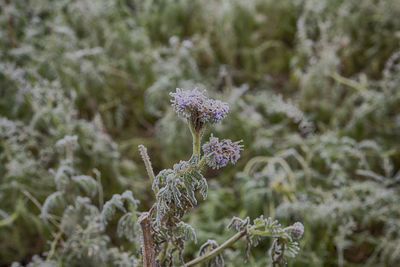 Close-up of purple flower on snow covered land