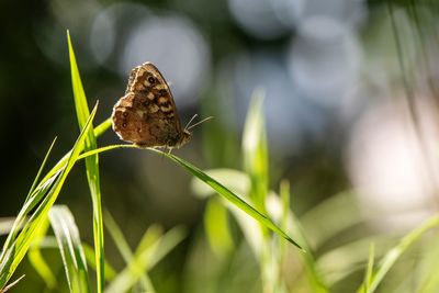 Close-up of butterfly on grass