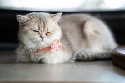 Close-up of cat resting on table