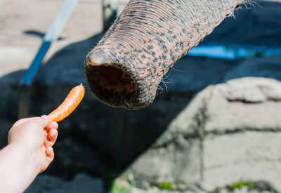 Close-up of hand feeding carrot to elephant