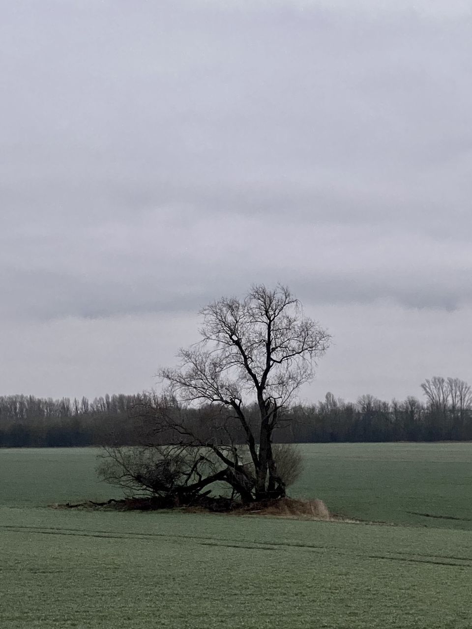 tree, plant, sky, grass, environment, nature, landscape, cloud, land, bare tree, plain, beauty in nature, tranquility, scenics - nature, no people, tranquil scene, hill, horizon, field, rural area, non-urban scene, morning, outdoors, day, overcast, prairie, grassland, remote, wind, rural scene