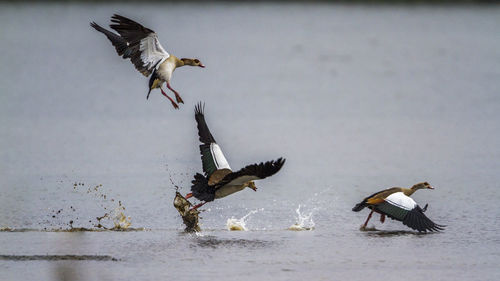 Birds flying over the lake