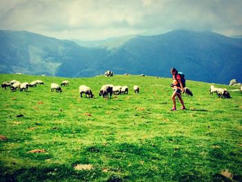 Sheep grazing on grassy field