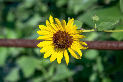 Close-up of yellow flowering plant