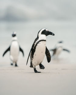 High angle view of penguins on snow covered land