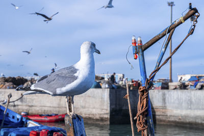 Seagull perching on wooden boat beside signal light of boat