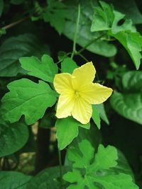 Close-up of yellow flower