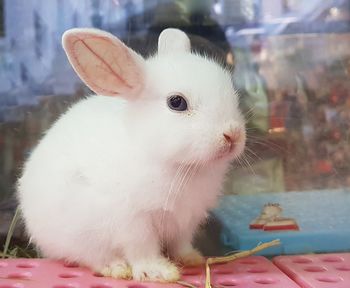 Close-up of a rabbit looking away