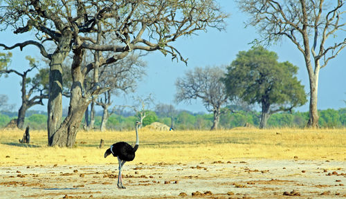 View of a bird on field