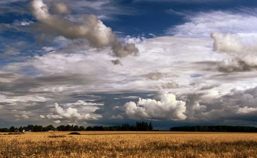 Scenic view of agricultural field against sky