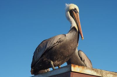 Low angle view of pelican perching against clear blue sky