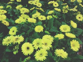 Close-up of yellow flowers