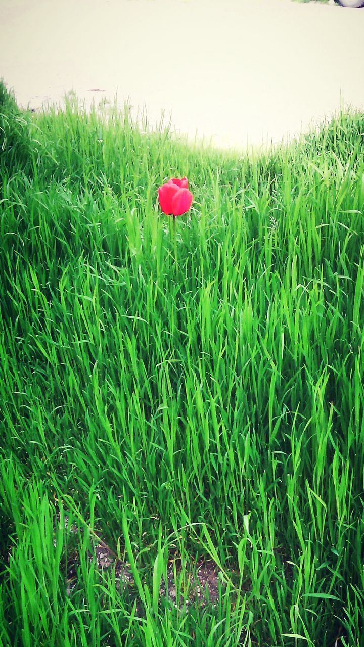 grass, flower, growth, field, freshness, green color, plant, beauty in nature, red, fragility, nature, grassy, poppy, blooming, petal, flower head, tranquility, day, green, outdoors