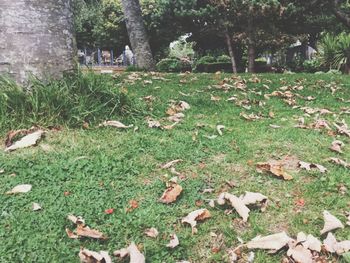 Leaves on field