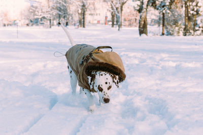 Dog in jacket walking