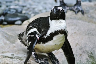 Close-up of penguin