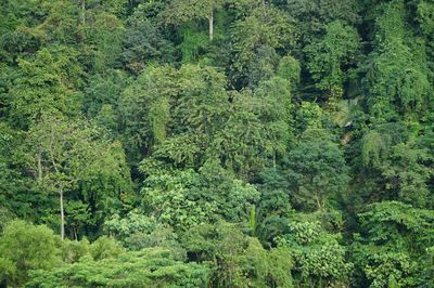 High angle view of trees in forest