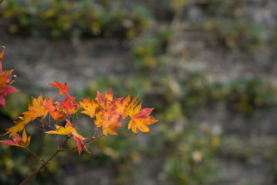 Close-up of orange maple tree during autumn